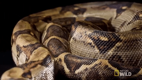 boa constrictor